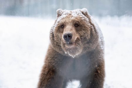 Braunbärin Ida ist in diesem Jahr am 06. November als erste Bärin in die Winterruhe gegangen