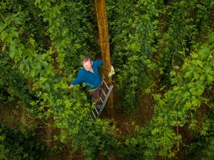 Hopfenbauer Merkl nimmt Gäste beim Hopfenfest mit zur Ernte Hopfenbauer Merkl nimmt Gäste beim Hopfenfest mit zur Ernte