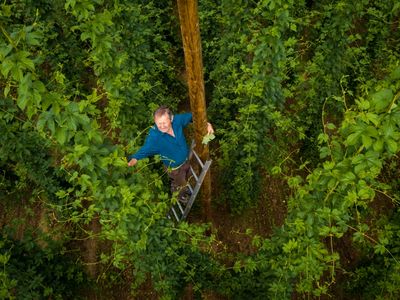 Hopfenbauer Merkl nimmt Gäste beim Hopfenfest mit zur Ernte