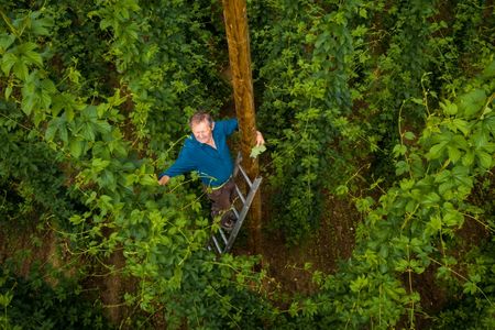 Hopfenbauer Merkl nimmt Gäste beim Hopfenfest mit zur Ernte