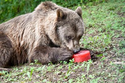 Braunbärin Ida genießt ihre geeisten Früchte