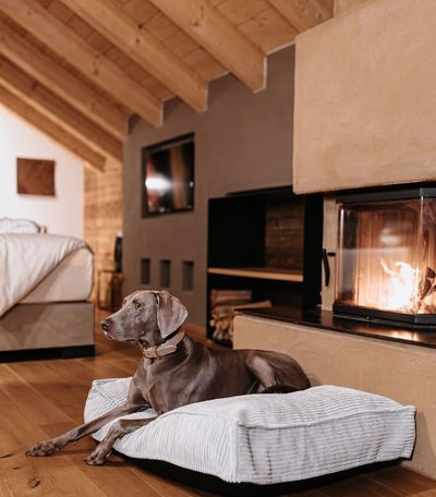 Im Hotel Der Löwe in Leogang gehören Bergabenteuer und Vierbeiner einfach zusammen