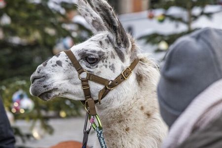 Lama-Liebe – auf dem Bad Reichenhaller Christkindlmarkt können Kinder ab 2023 an geführten Lama-Touren durch die oberbayerische Alpenstadt teilnehmen