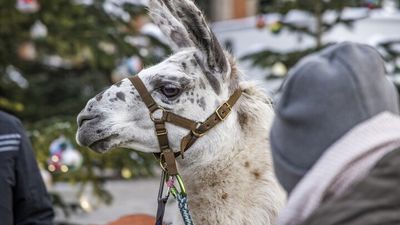 Lama-Liebe – auf dem Bad Reichenhaller Christkindlmarkt können Kinder ab 2023 an geführten Lama-Touren durch die oberbayerische Alpenstadt teilnehmen
