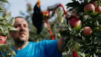 Bei einer Führung mit den Apfelbotschaftern in Leifers erfahren Interessierte Wissenswertes über die süße Frucht