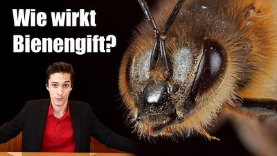 Was Bienengift-Creme tatsächlich bewirkt