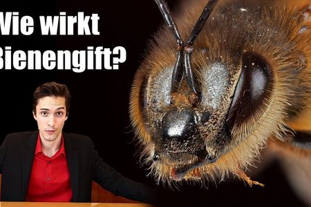 Was Bienengift-Creme tatsächlich bewirkt
