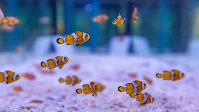 Rettet Nemo – die im „Marine Discovery Centre“ des SAii Phi Phi Island Village zum Erhalt der Art gezüchteten Clownfische werden bis Ende 2024 in die Andamanensee im Südwesten Thailands entlassen