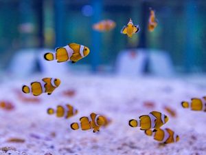 Rettet Nemo – die im „Marine Discovery Centre“ des SAii Phi Phi Island Village zum Erhalt der Art gezüchteten Clownfische werden bis Ende 2024 in die Andamanensee im Südwesten Thailands entlassen Rettet Nemo – die im „Marine Discovery Centre“ des SAii Phi Phi Island Village zum Erhalt der Art gezüchteten Clownfische werden bis Ende 2024 in die Andamanensee im Südwesten Thailands entlassen