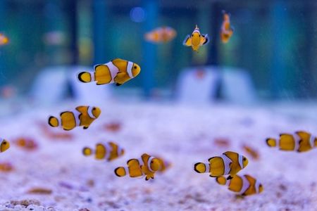 Rettet Nemo – die im „Marine Discovery Centre“ des SAii Phi Phi Island Village zum Erhalt der Art gezüchteten Clownfische werden bis Ende 2024 in die Andamanensee im Südwesten Thailands entlassen