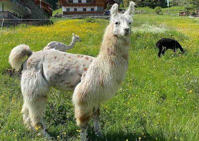 Entspannt durch St. Anton am Arlberg: Bei einem Spaziergang mit den „Lampakas“ vom Möslihof führen Teilnehmer ab zwölf Jahren ihr eigenes Lama oder Alpaka an der Leine