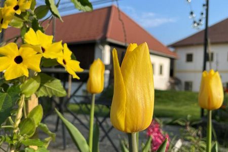 Das veranstaltereigene Kleebauer Hof Retreat Center im oberösterreichischen Mühlviertel von Indigourlaub ist gerade im Frühling der richtige Ort, um Kraft zu tanken