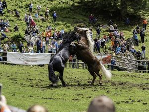 Ungezügeltes Kräftemessen: Hengstauftrieb im Brixental Ungezügeltes Kräftemessen: Hengstauftrieb im Brixental