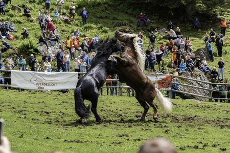 Ungezügeltes Kräftemessen: Hengstauftrieb im Brixental