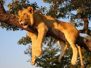 Der grandiose Bildband Afrika Der grandiose Bildband Afrika