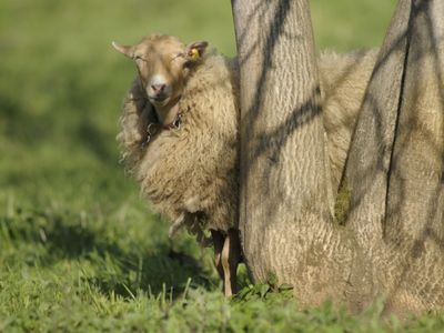 Schon mal von einer Schaf-Wanderung gehört? Im Nürnberger Land kann man die Natur mit einem vierbeinigen Begleiter erkunden
