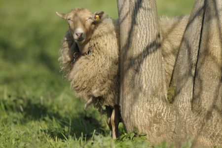 Schon mal von einer Schaf-Wanderung gehört? Im Nürnberger Land kann man die Natur mit einem vierbeinigen Begleiter erkunden