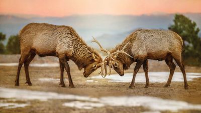 Rocky Mountain Elk 