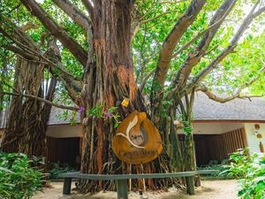 Goldene Glücksbringer im Süd-Ari-Atoll: Im Machchafushi Island Resort & Spa Maldives befestigen Gäste ihre Wunschblätter am jahrhundertealten Banyanbaum Goldene Glücksbringer im Süd-Ari-Atoll: Im Machchafushi Island Resort & Spa Maldives befestigen Gäste ihre Wunschblätter am jahrhundertealten Banyanbaum