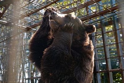 Skandal in Slowenien: Braunbär Mitko und drei weitere Braunbären müssen ein Leben unter katastrophalen Haltungsbedingungen führen – VIER PFOTEN fordert die slowenischen Behörden auf, endlich zu handeln und bietet an, die Tiere zu retten