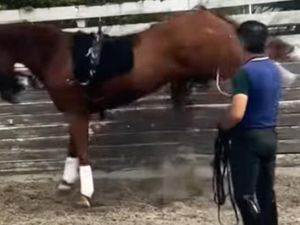 Bilder des Missbrauchs vom Stallgelände des amerikanischen Reiters Cesar Parra. Immer wieder wird auf das buckelnde Pferd eingedroschen Bilder des Missbrauchs vom Stallgelände des amerikanischen Reiters Cesar Parra. Immer wieder wird auf das buckelnde Pferd eingedroschen