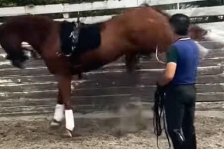 Bilder des Missbrauchs vom Stallgelände des amerikanischen Reiters Cesar Parra. Immer wieder wird auf das buckelnde Pferd eingedroschen