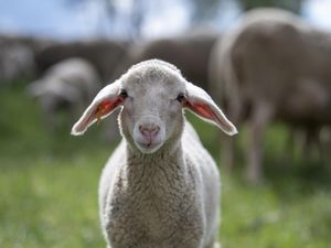 Tierqual für Merinowolle: Bei der Lämmerverstümmelung, auch bekannt als ‚Mulesing', werden Lämmern im Alter von zwei bis zwölf Wochen große Hautstreifen vom Hinterteil ohne angemessenes Schmerzmittel abgeschnitten Tierqual für Merinowolle: Bei der Lämmerverstümmelung, auch bekannt als ‚Mulesing', werden Lämmern im Alter von zwei bis zwölf Wochen große Hautstreifen vom Hinterteil ohne angemessenes Schmerzmittel abgeschnitten