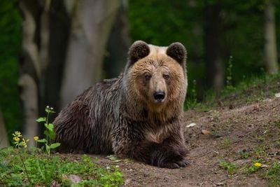 Braunbärin Dushi lebte fünf Jahre im VIER PFOTEN BÄRENWALD Müritz