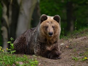Braunbärin Dushi lebte fünf Jahre im VIER PFOTEN BÄRENWALD Müritz
