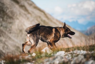 Urlaub mit seinem Hund
