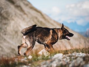 Urlaub mit seinem Hund Urlaub mit seinem Hund