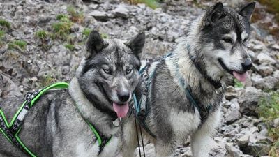Yuta und Valluga sind zwei der acht Huskys, mit denen Hubertus Lindner geführte Touren durch die unberührte Natur des Tiroler Lechtals anbietet