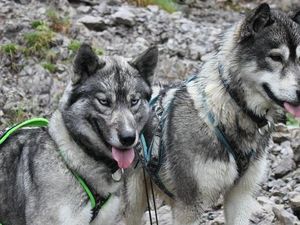 Yuta und Valluga sind zwei der acht Huskys, mit denen Hubertus Lindner geführte Touren durch die unberührte Natur des Tiroler Lechtals anbietet Yuta und Valluga sind zwei der acht Huskys, mit denen Hubertus Lindner geführte Touren durch die unberührte Natur des Tiroler Lechtals anbietet
