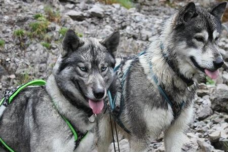 Yuta und Valluga sind zwei der acht Huskys, mit denen Hubertus Lindner geführte Touren durch die unberührte Natur des Tiroler Lechtals anbietet