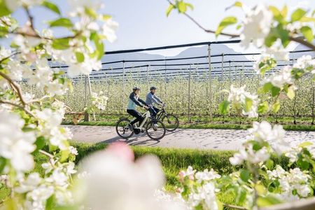 Ein Meer aus Blüten: Im Frühling ist die Apfelstadt Leifers ein Hotspot für Naturfreunde und Aktivurlauber