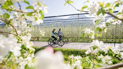 Ein Meer aus Blüten: Im Frühling ist die Apfelstadt Leifers ein Hotspot für Naturfreunde und Aktivurlauber