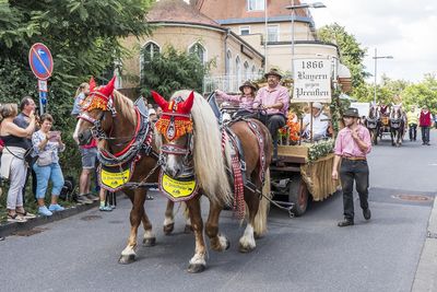 Pferdegespann beim Rakoczy-Festzug