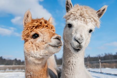Hinreißend: Tuchfühlung mit Lamas in der Region Hohe Salve