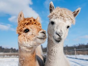 Hinreißend: Tuchfühlung mit Lamas in der Region Hohe Salve Hinreißend: Tuchfühlung mit Lamas in der Region Hohe Salve