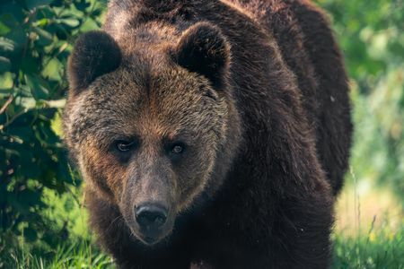 Braunbärin Mascha lebte 19 Jahre im BÄRENWALD Müritz von VIER PFOTEN