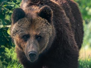 Braunbärin Mascha lebte 19 Jahre im BÄRENWALD Müritz von VIER PFOTEN