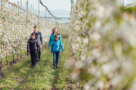 Obsthaine ein. Apfelbauern erklären bei Führungen mehr zu den regionalen Sorten und im Hotel Campingpark Steiner genießen Urlauber das knackige Obst aus eigenem Anbau als Saft oder im Strudel