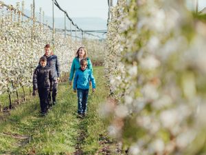 Obsthaine ein. Apfelbauern erklären bei Führungen mehr zu den regionalen Sorten und im Hotel Campingpark Steiner genießen Urlauber das knackige Obst aus eigenem Anbau als Saft oder im Strudel Obsthaine ein. Apfelbauern erklären bei Führungen mehr zu den regionalen Sorten und im Hotel Campingpark Steiner genießen Urlauber das knackige Obst aus eigenem Anbau als Saft oder im Strudel