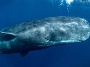 Pottwale sind die faszinierendsten Tiere unseres Planeten 