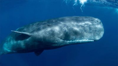 Pottwale sind die faszinierendsten Tiere unseres Planeten 