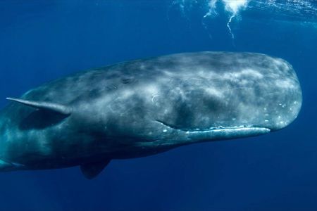Pottwale sind die faszinierendsten Tiere unseres Planeten 