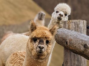 Lamas und Alpakas fühlen sich am Oberversanthof nahe Naturns am Eingang zum Vinschgau besonders wohl Lamas und Alpakas fühlen sich am Oberversanthof nahe Naturns am Eingang zum Vinschgau besonders wohl
