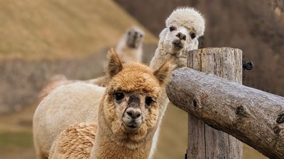 Lamas und Alpakas fühlen sich am Oberversanthof nahe Naturns am Eingang zum Vinschgau besonders wohl