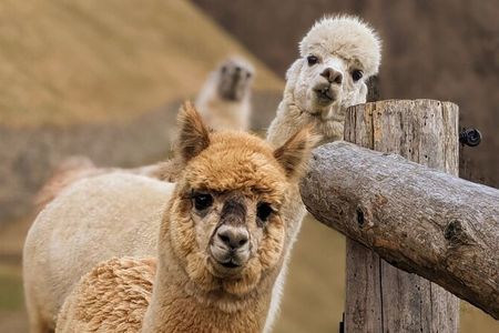 Lamas und Alpakas fühlen sich am Oberversanthof nahe Naturns am Eingang zum Vinschgau besonders wohl
