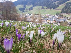 Wandern bis zum Krokusmeer in Südtirol Wandern bis zum Krokusmeer in Südtirol